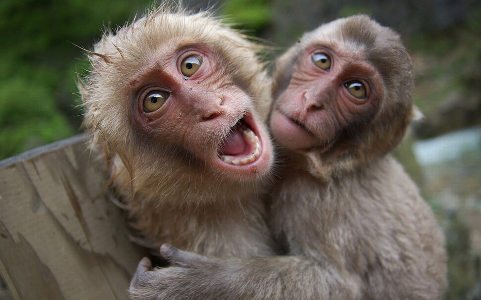 two gray monkeys hugging each other HD wallpaper